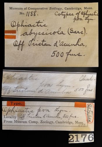 Media type: image;   Invertebrate Zoology OPH-1188 Description: Original handwritten specimen labels;  Aspect: labels